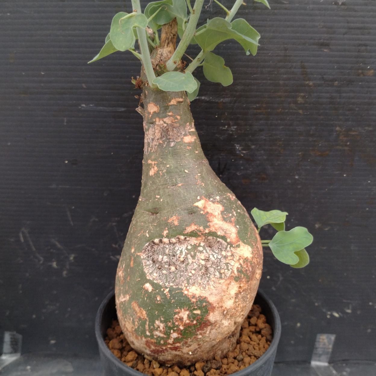 I353 「塊根植物」アデニア スピノーサ 植え【発根未確認・Adenia