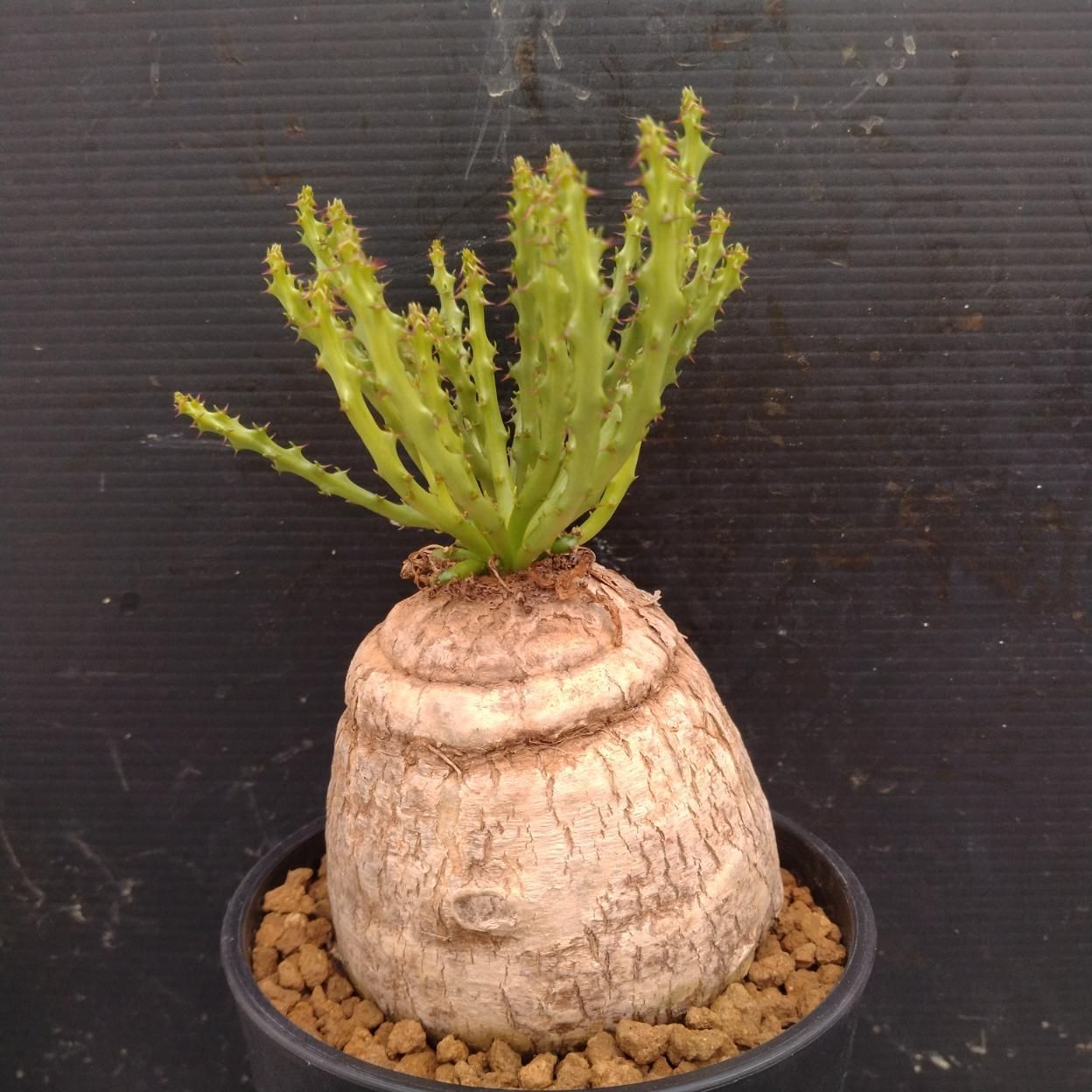 発根済 ユーフォルビア デシドゥア 3頭 塊根植物 現地株 I354 「多肉植物」ユーフォルビア デシドゥア 植え【発根未確認・塊根