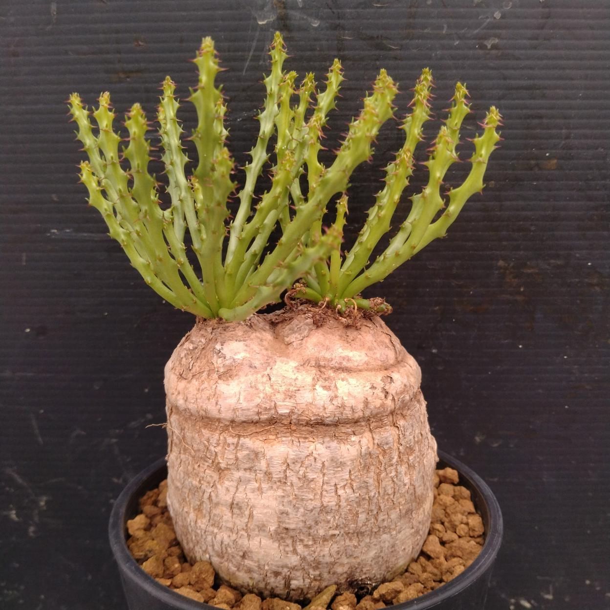 I354 「多肉植物」ユーフォルビア デシドゥア 植え【発根未確認・塊根