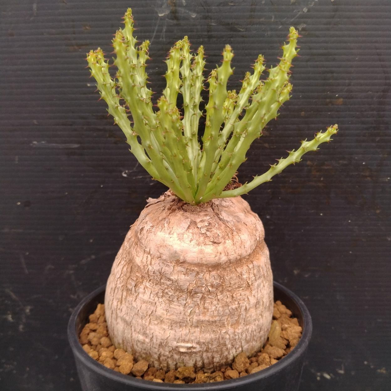 I354 「多肉植物」ユーフォルビア デシドゥア 植え【発根未確認・塊根