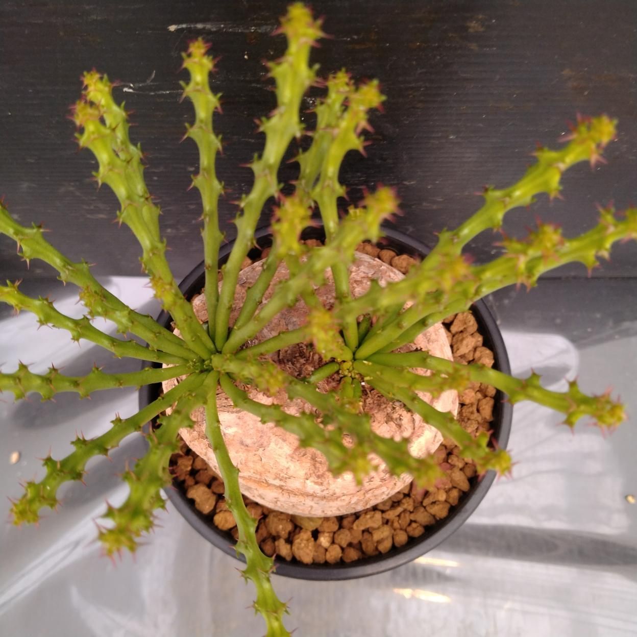 I354 「多肉植物」ユーフォルビア デシドゥア 植え【発根未確認・塊根