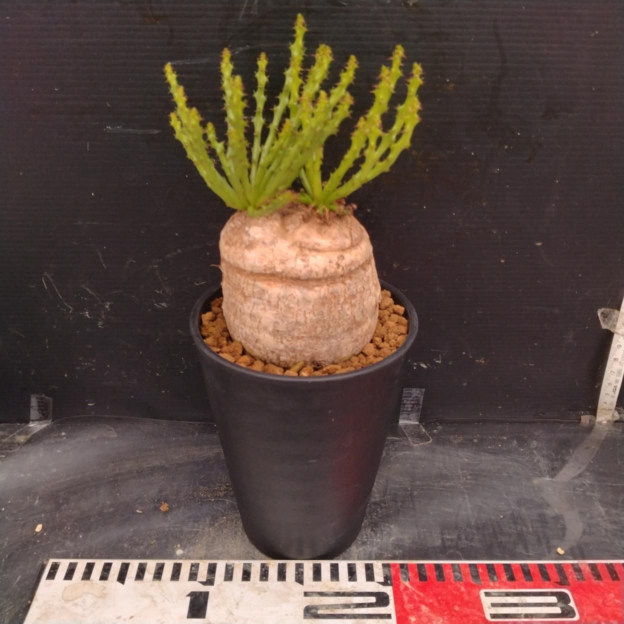 I354 「多肉植物」ユーフォルビア デシドゥア 植え【発根未確認・塊根