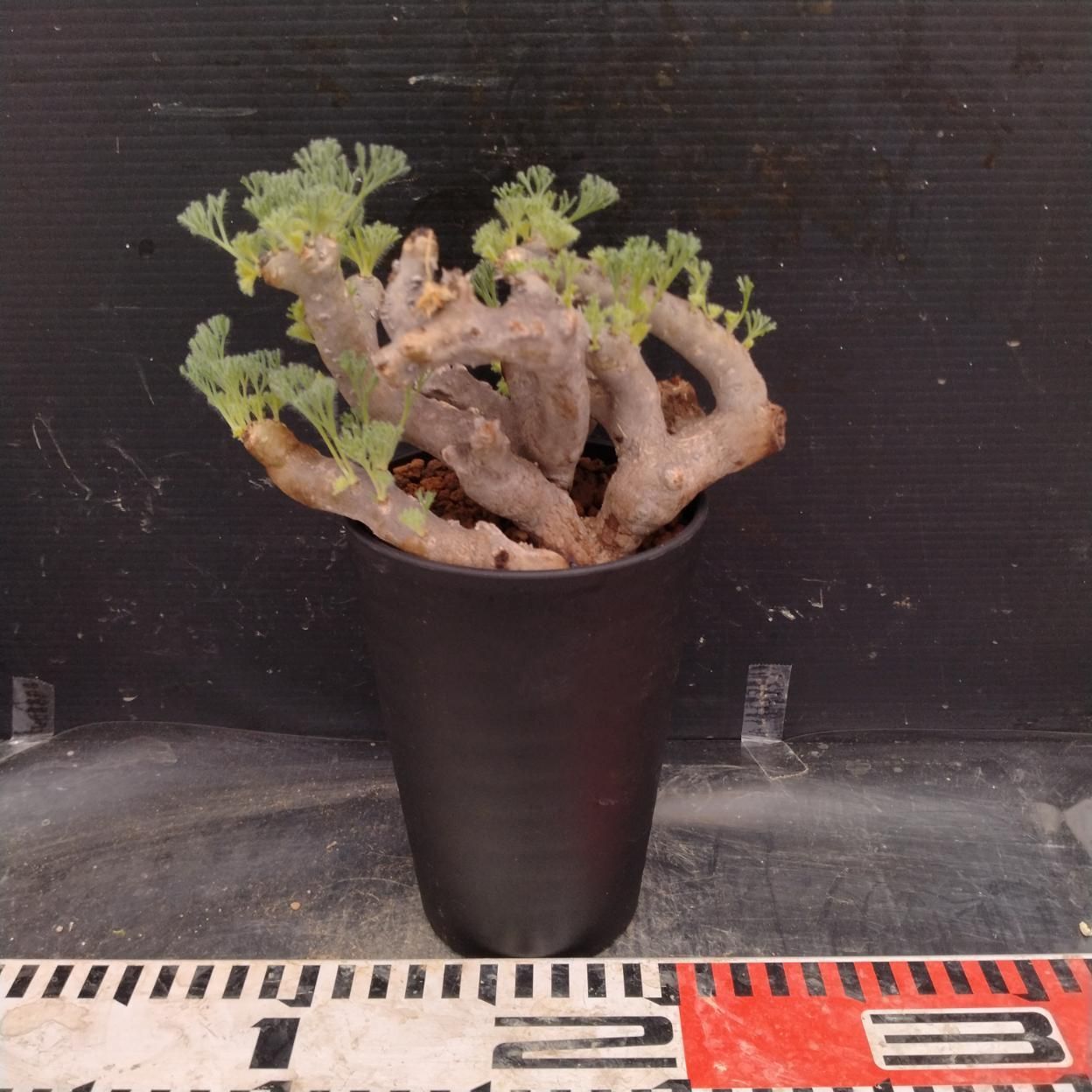 I363 「塊根植物」モンソニア ムルチフィダ 大 植え【発根未確認・発芽