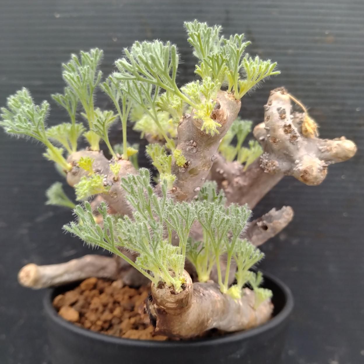 I363 「塊根植物」モンソニア ムルチフィダ 大 植え【発根未確認・発芽