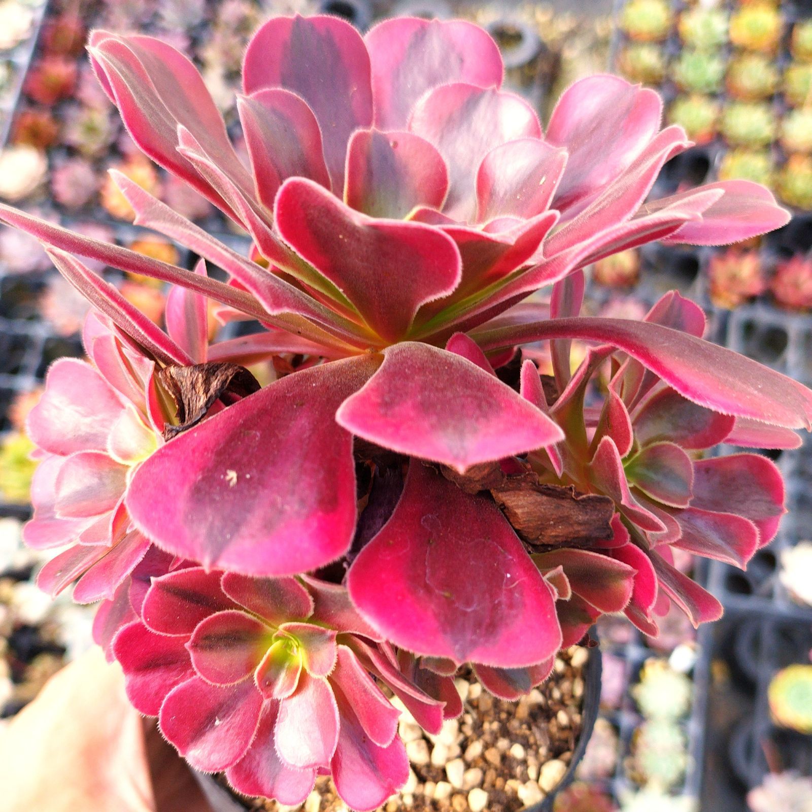 多肉植物 アエオニウム メデューサ 抜き苗 - メルカリ