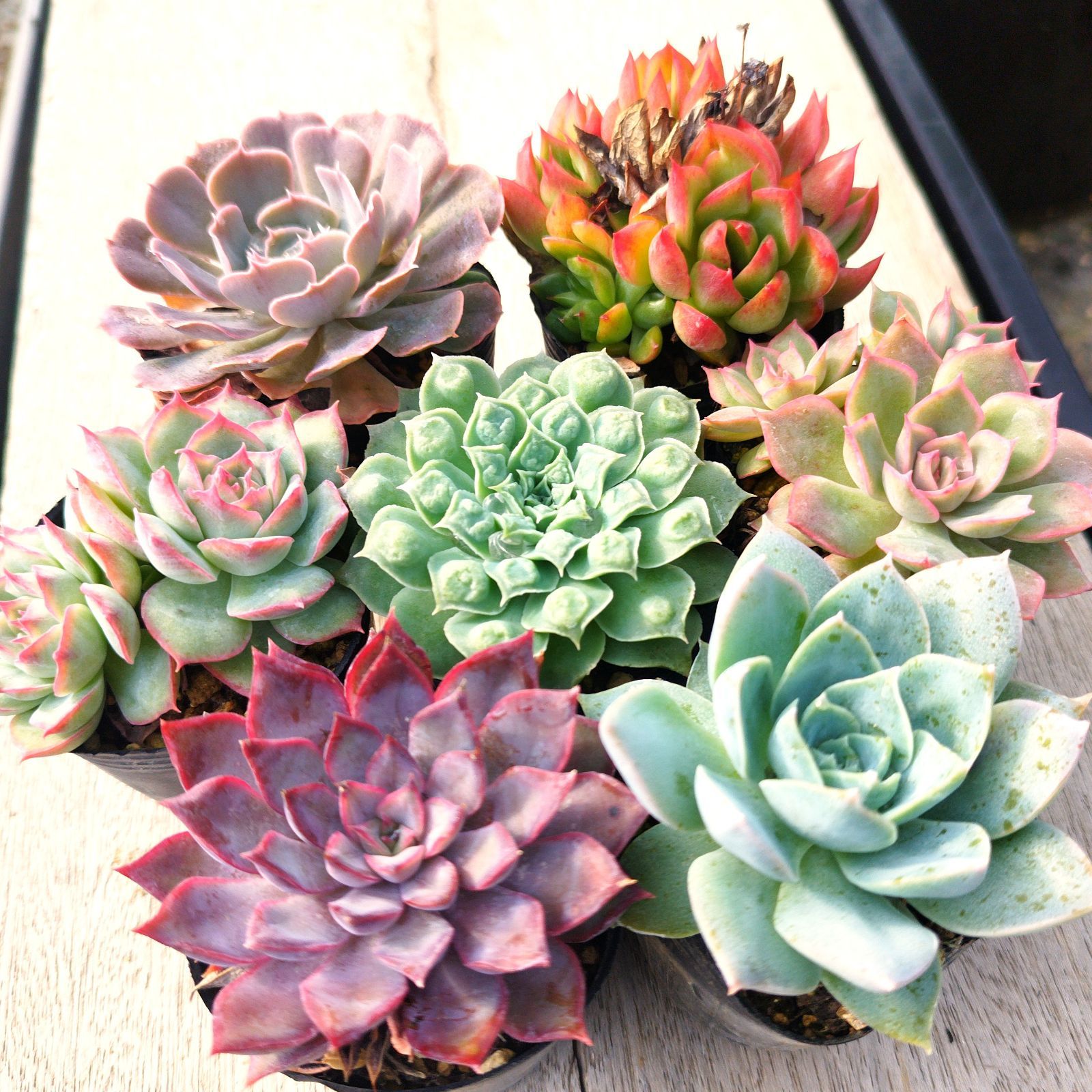 多肉植物 エケベリア 7種セット eh7 抜き苗 - メルカリ