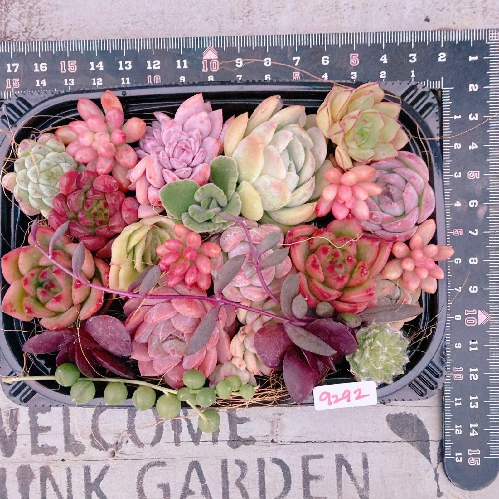 多肉植物 40品種♡抜き苗セット(メルカリ便) 多肉植物 寄せ植えset♡9292 - メルカリ