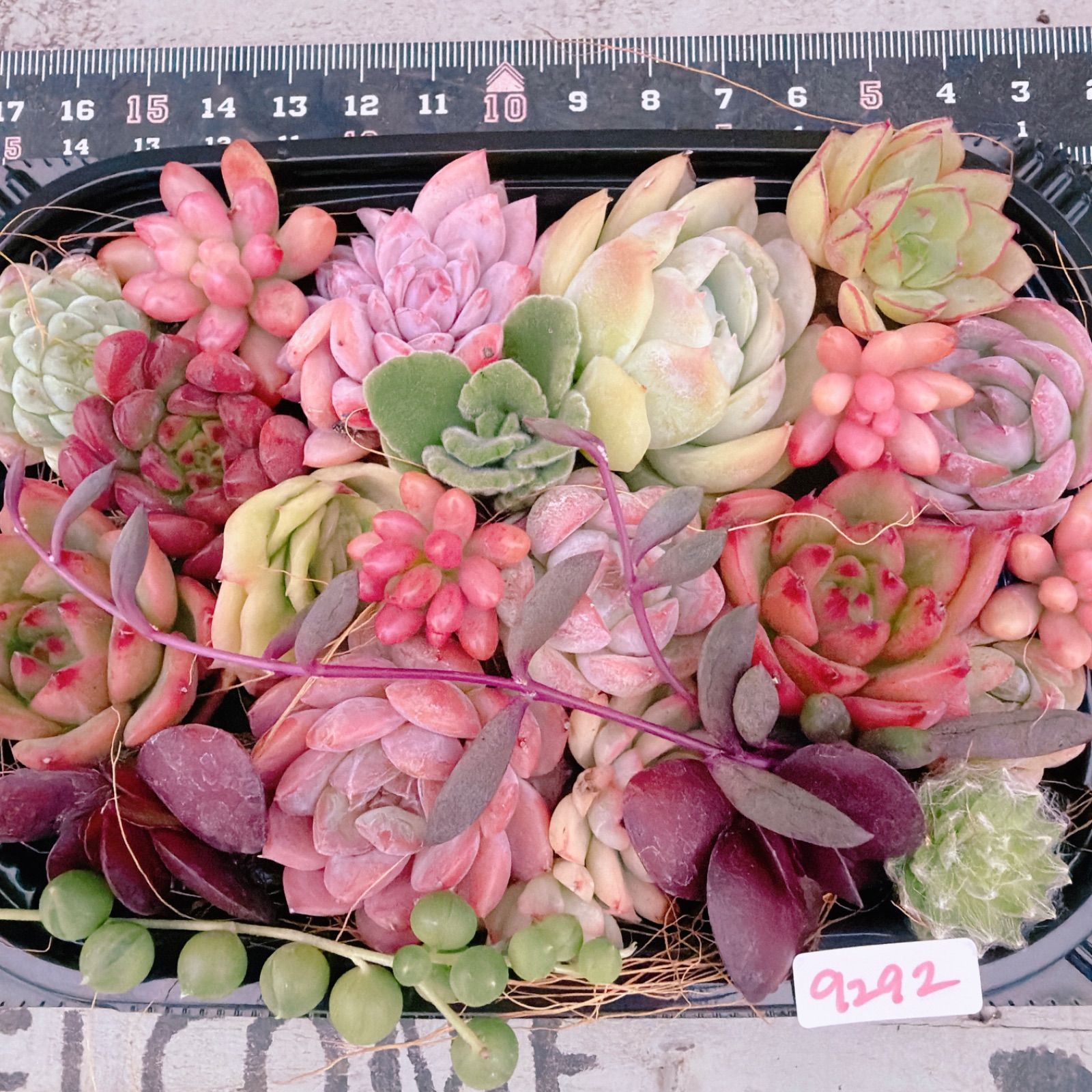 多肉植物 寄せ植えset♡9292 - メルカリ