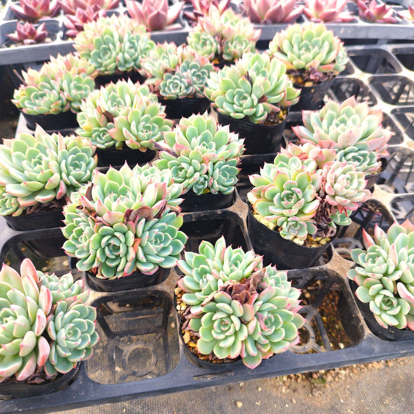 多肉植物 エケベリア 七福美尼 多頭 抜き苗 - メルカリ