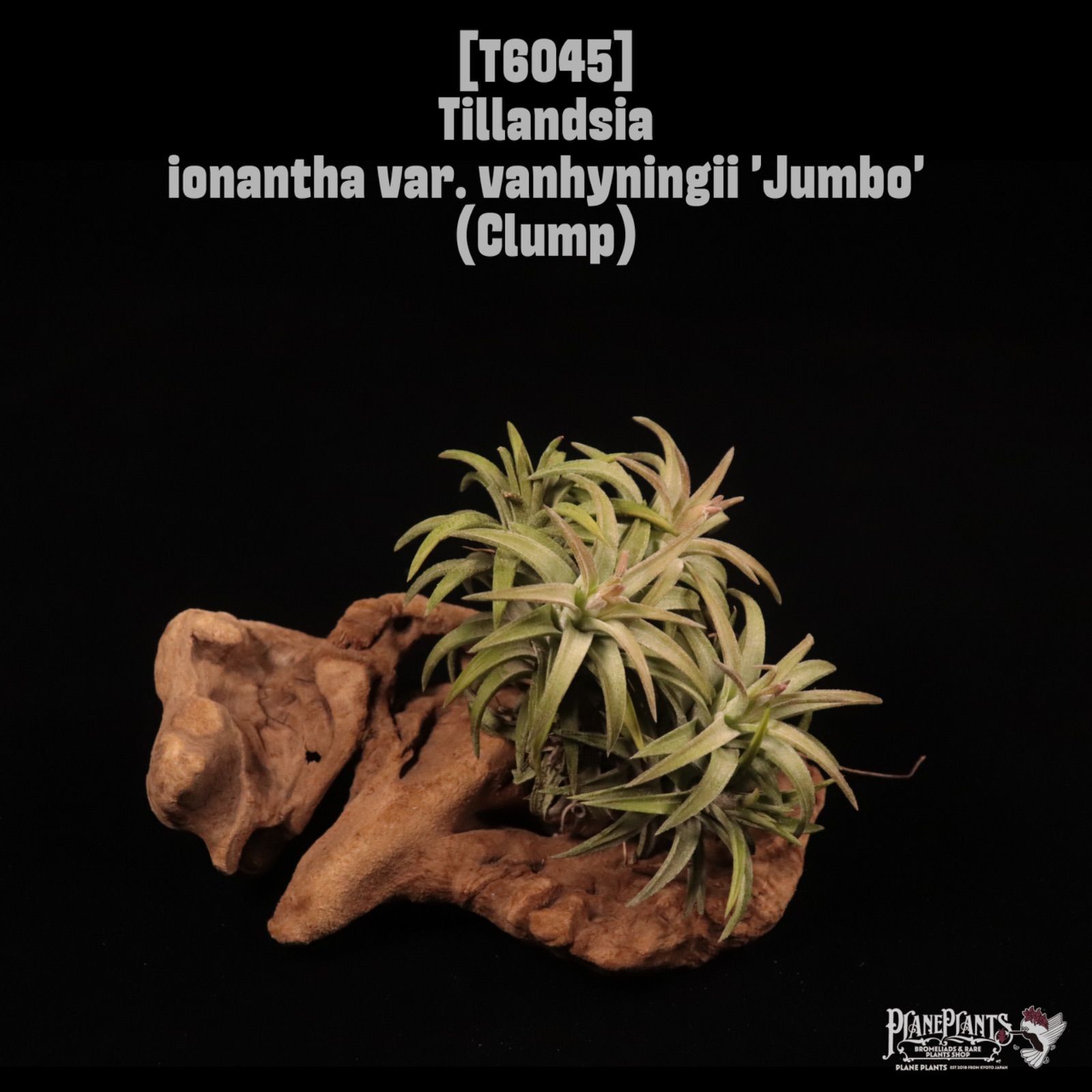 Tillandsia ionantha var. vanhyningii 'Jumbo' Clump〔ティランジア