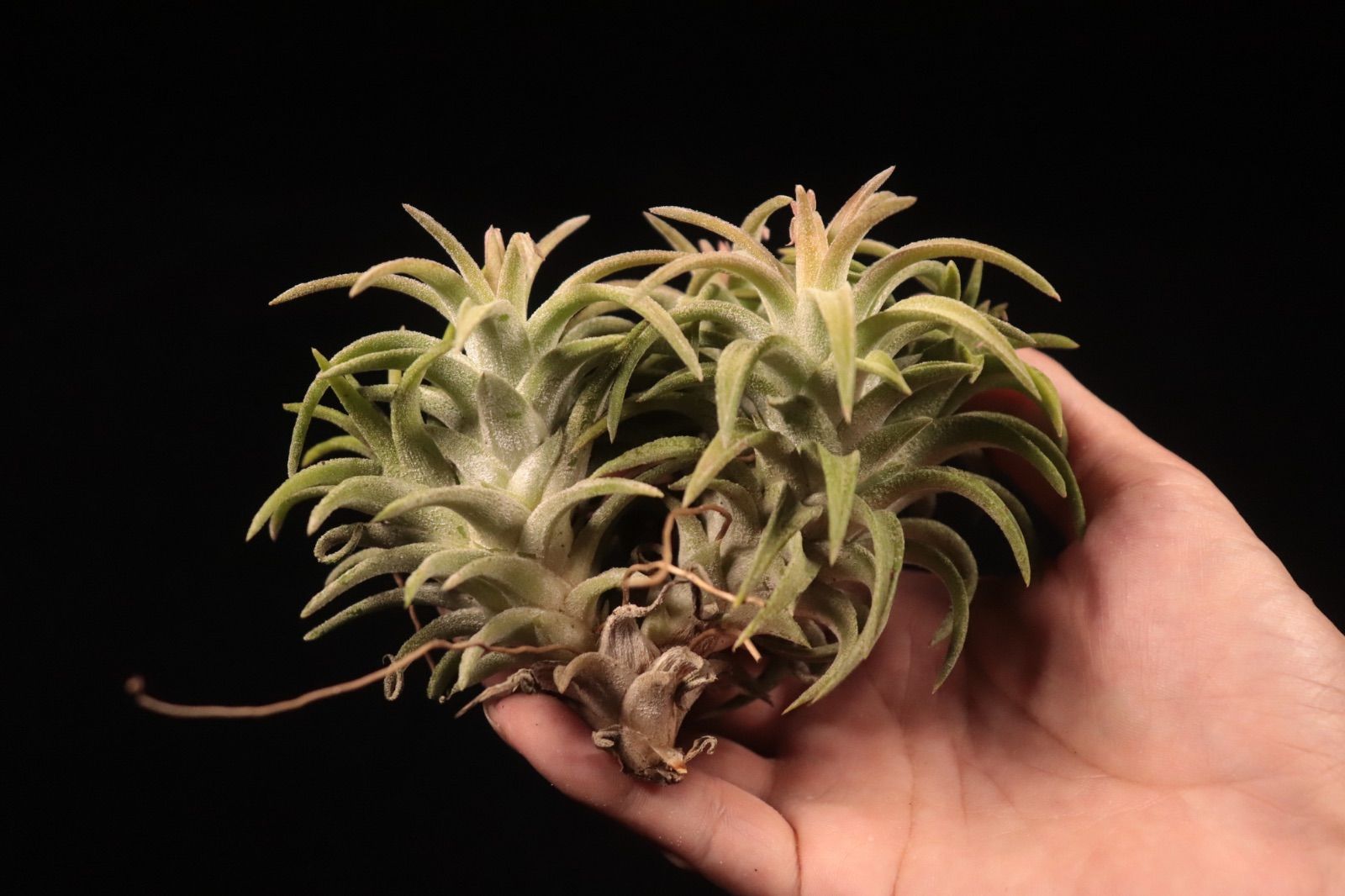 Tillandsia ionantha var. vanhyningii 'Jumbo' Clump〔ティランジア