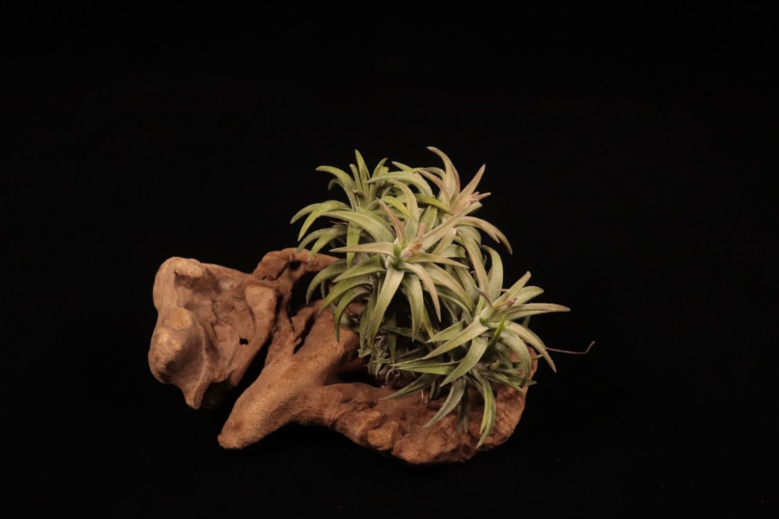 ティランジア15種(美花種、希少種含む)お買い得セット(メルカリ便) Tillandsia ionantha var. vanhyningii 'Jumbo' Clump〔ティランジア