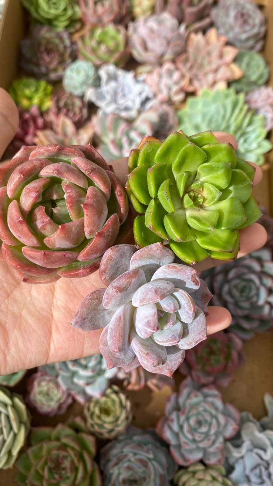 92#多肉植物アエオニウム❤️フエ二ックスフレ一ム❤️1大頭6小頭17cm拨き苗 XM001 多肉植物セット 約50株 ・大苗・ミックスセット 可愛い