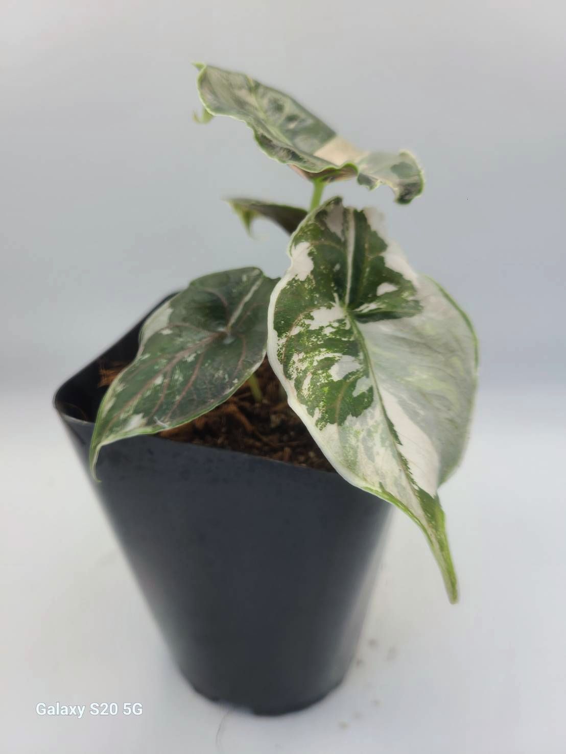アロカシア アズラニー アルボ 激レア！斑入り 現品 Alocasia azlanii