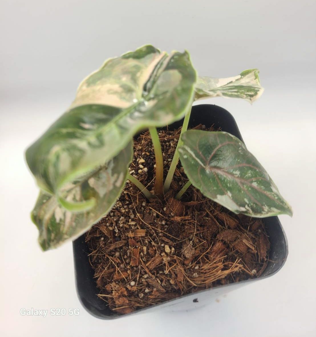アロカシア アズラニー アルボ 激レア！斑入り 現品 Alocasia azlanii