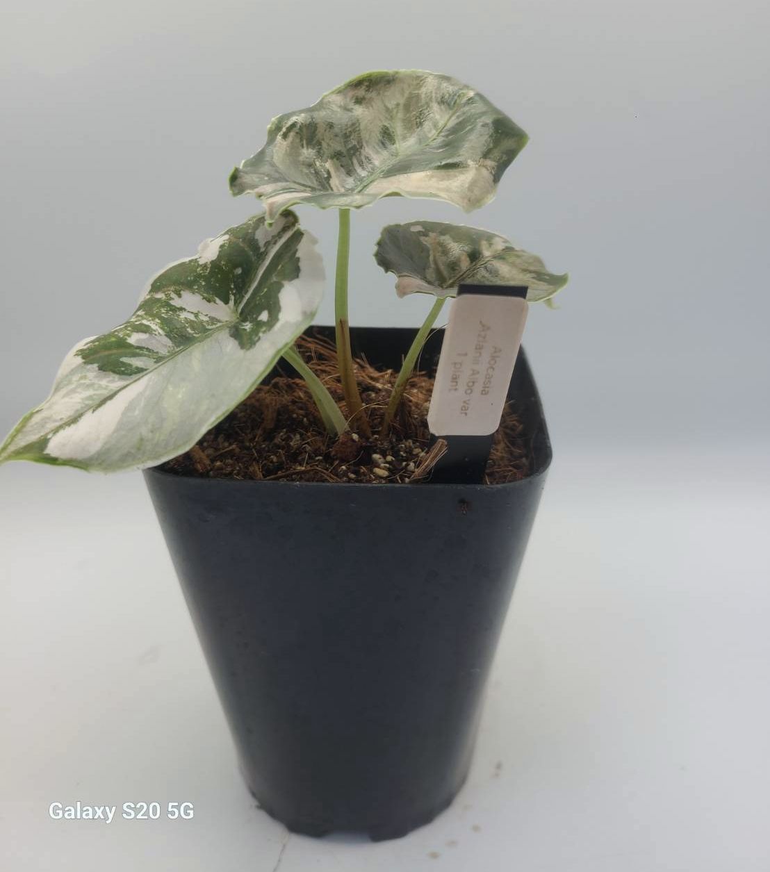 アロカシア アズラニー アルボ 激レア！斑入り 現品 Alocasia azlanii