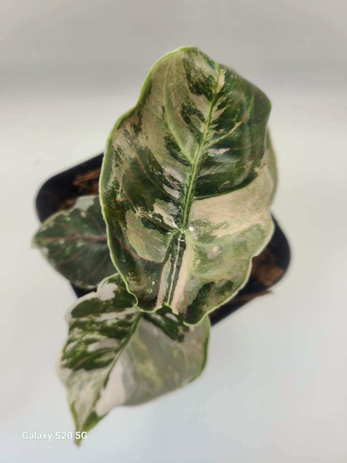 アロカシア アズラニー アルボ 激レア！斑入り 現品 Alocasia azlanii