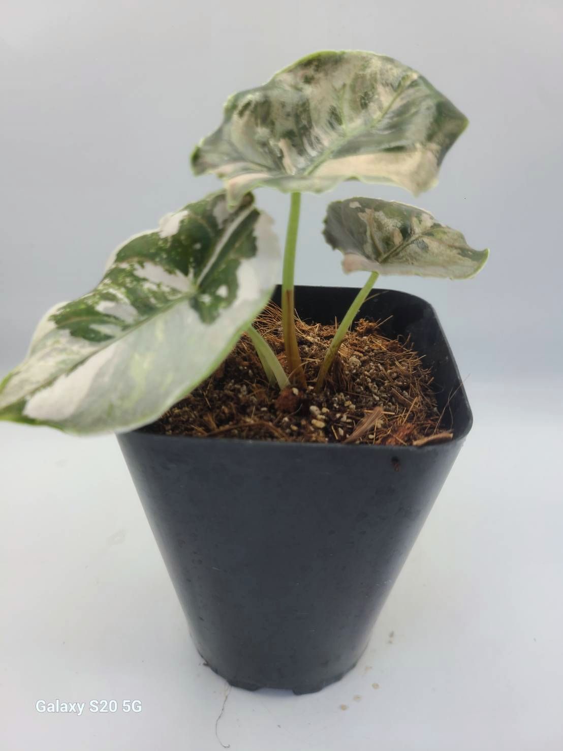 アロカシア アズラニー アルボ 激レア！斑入り 現品 Alocasia azlanii