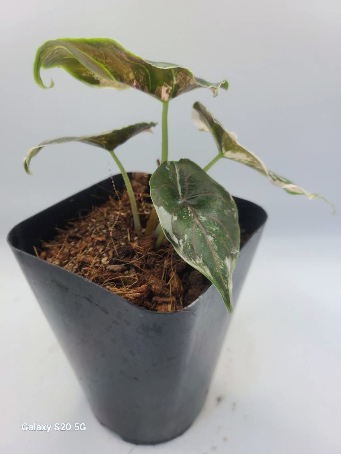 アロカシア アズラニー アルボ 激レア！斑入り 現品 Alocasia azlanii
