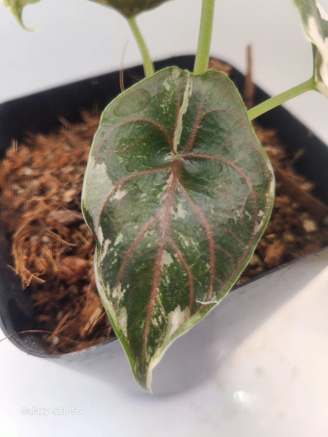 アロカシア アズラニー アルボ 激レア！斑入り 現品 Alocasia azlanii