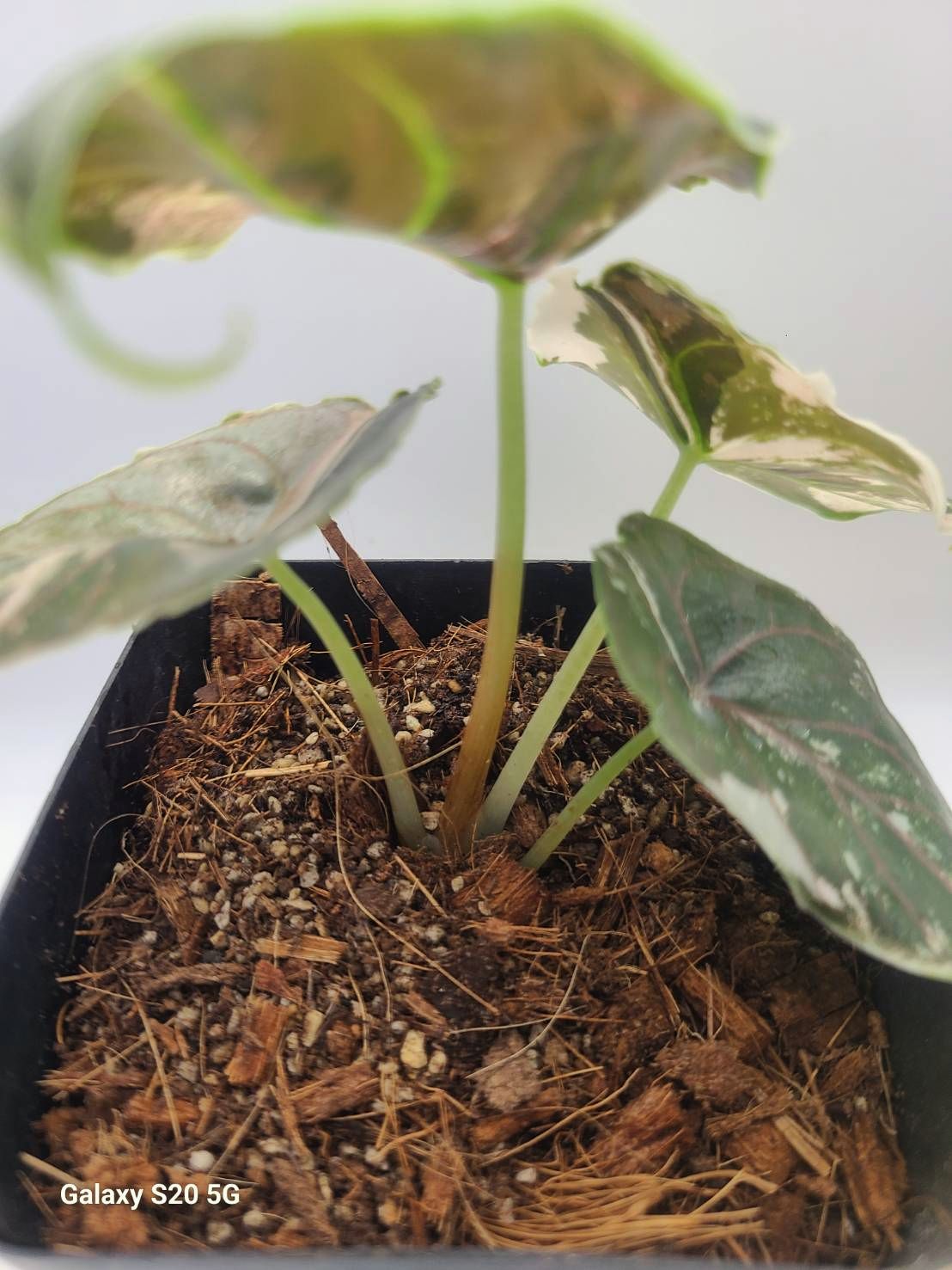 アロカシア アズラニー アルボ 激レア！斑入り 現品 Alocasia azlanii