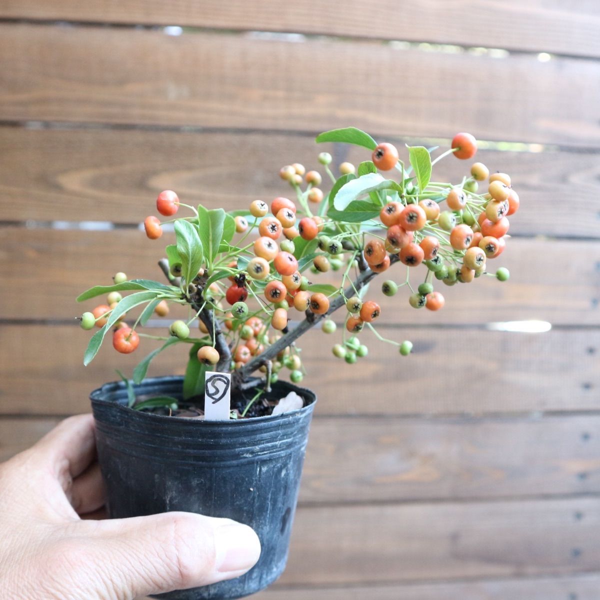 ⑤ ピラカンサ ♪ 秋から色付いてくる赤い実が可愛いです🍒 ミニ盆栽