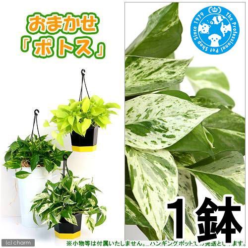 ポトス 品種おまかせ 吊り鉢タイプ 5号（1鉢）（384454