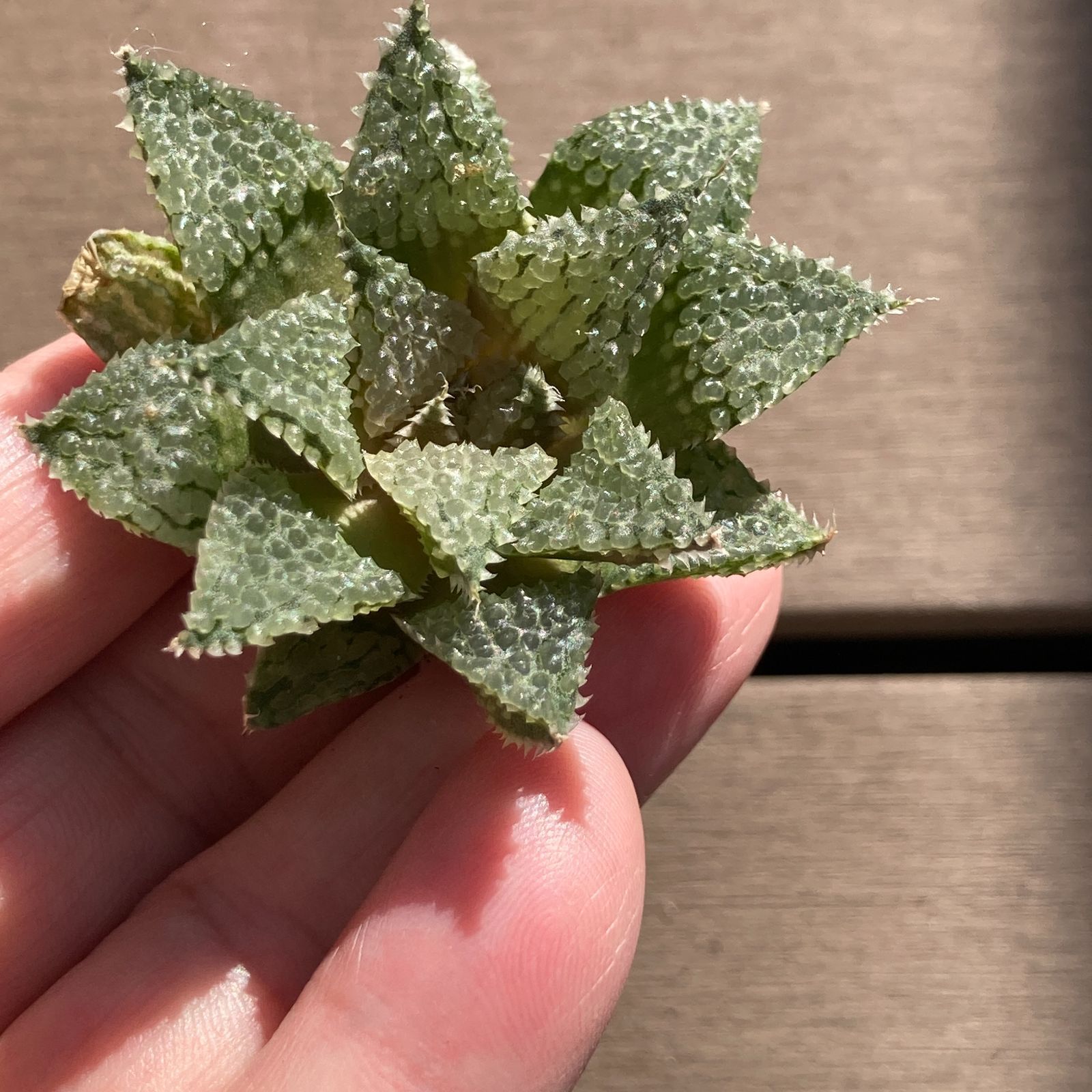 新入荷｜送料込】多肉植物 ハオルチア モリサバブル ポコ多肉の韓国苗