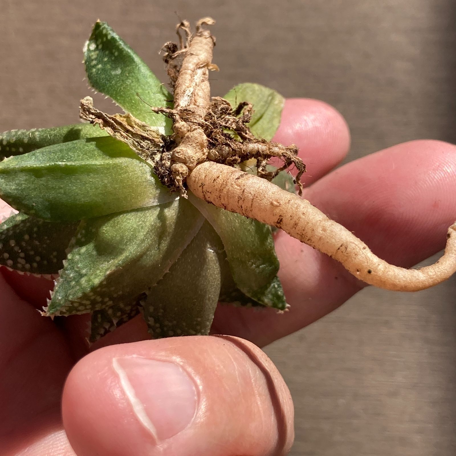 新入荷｜送料込】多肉植物 ハオルチア モリサバブル ポコ多肉の韓国苗