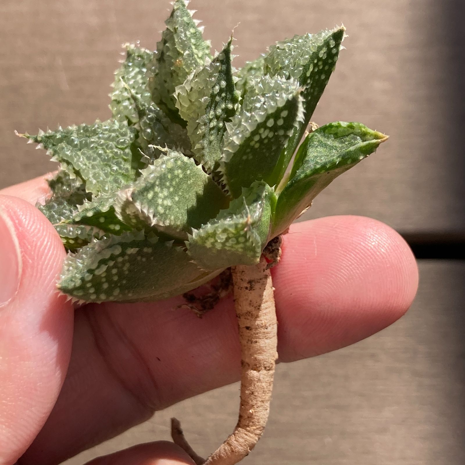 新入荷｜送料込】多肉植物 ハオルチア モリサバブル ポコ多肉の韓国苗