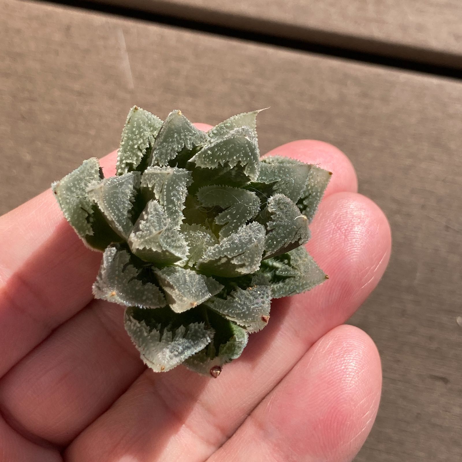 新入荷｜送料込】多肉植物 ハオルチア 白帝城 ポコ多肉の韓国苗