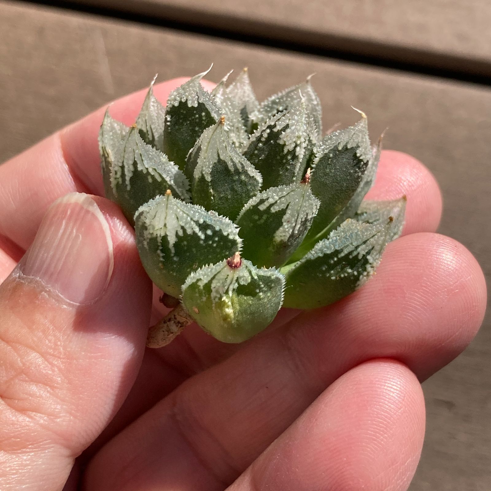 新入荷｜送料込】多肉植物 ハオルチア 白帝城 ポコ多肉の韓国苗