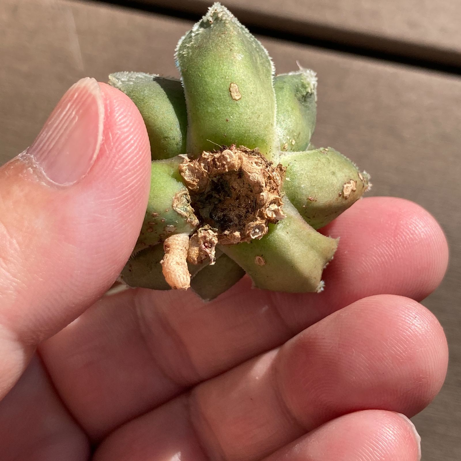 新入荷｜送料込】多肉植物 ハオルチア 白帝城 ポコ多肉の韓国苗