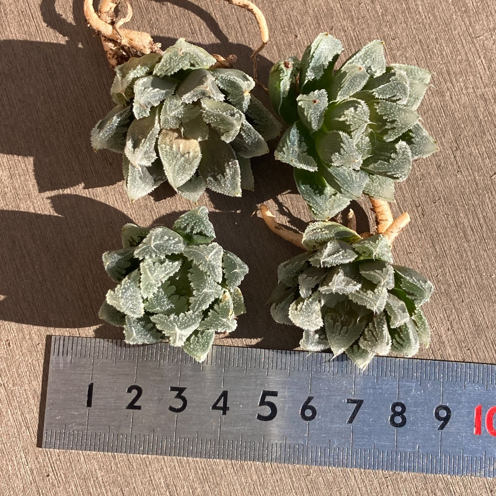 新入荷｜送料込】多肉植物 ハオルチア 白帝城 ポコ多肉の韓国苗