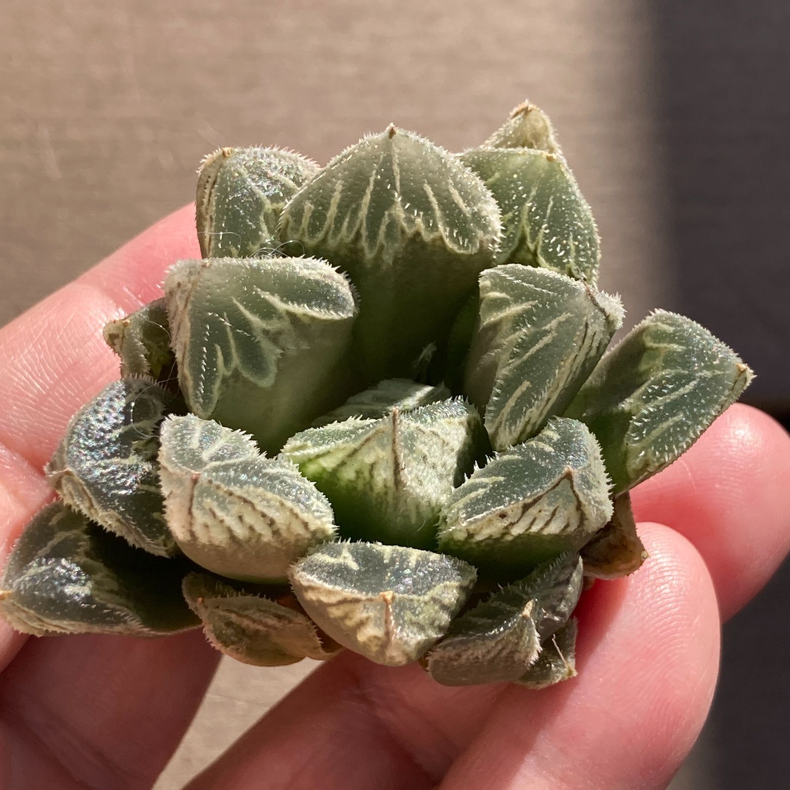 新入荷｜送料込】多肉植物 ハオルチア 雪牡丹 ポコ多肉の韓国苗