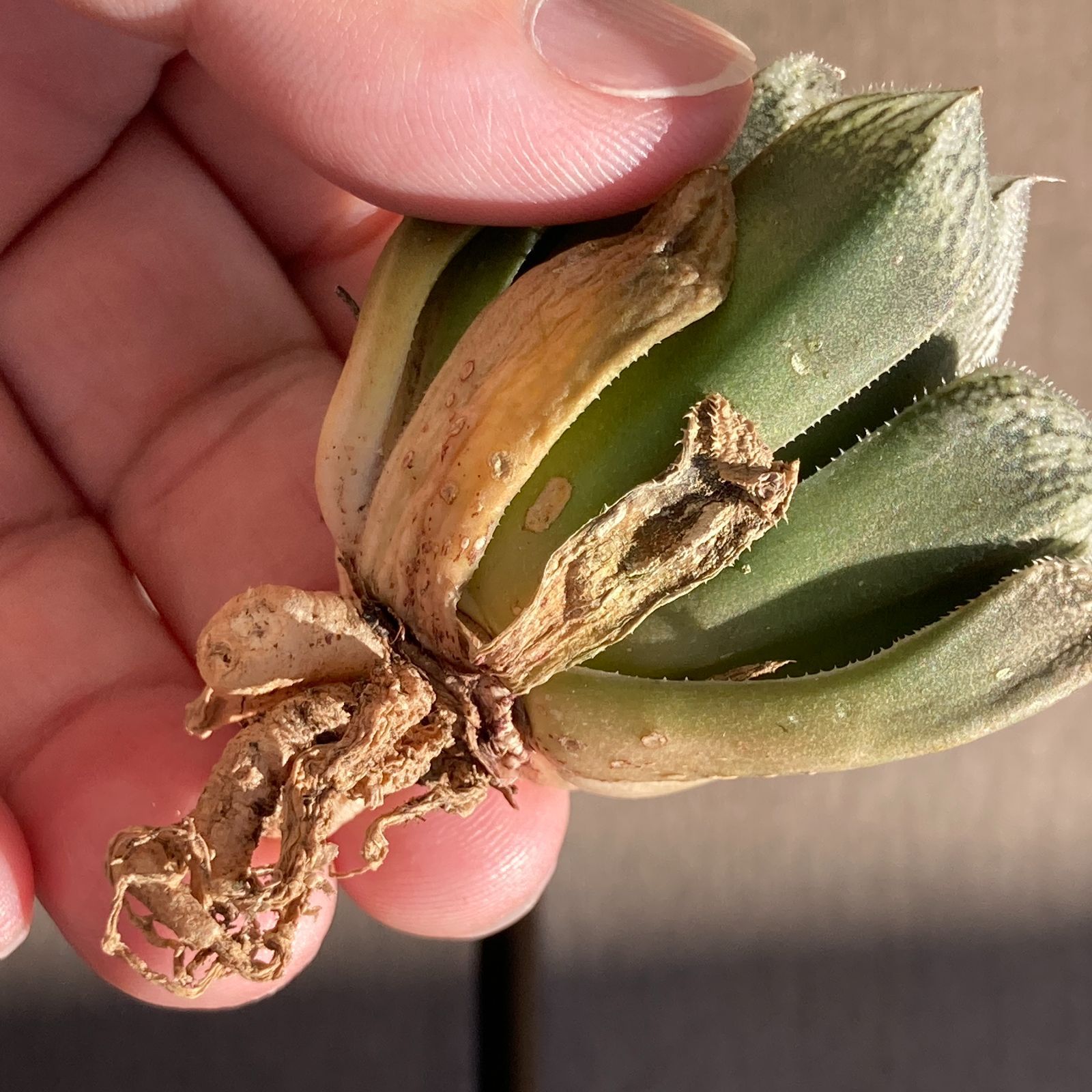 新入荷｜送料込】多肉植物 ハオルチア 雪牡丹 ポコ多肉の韓国苗