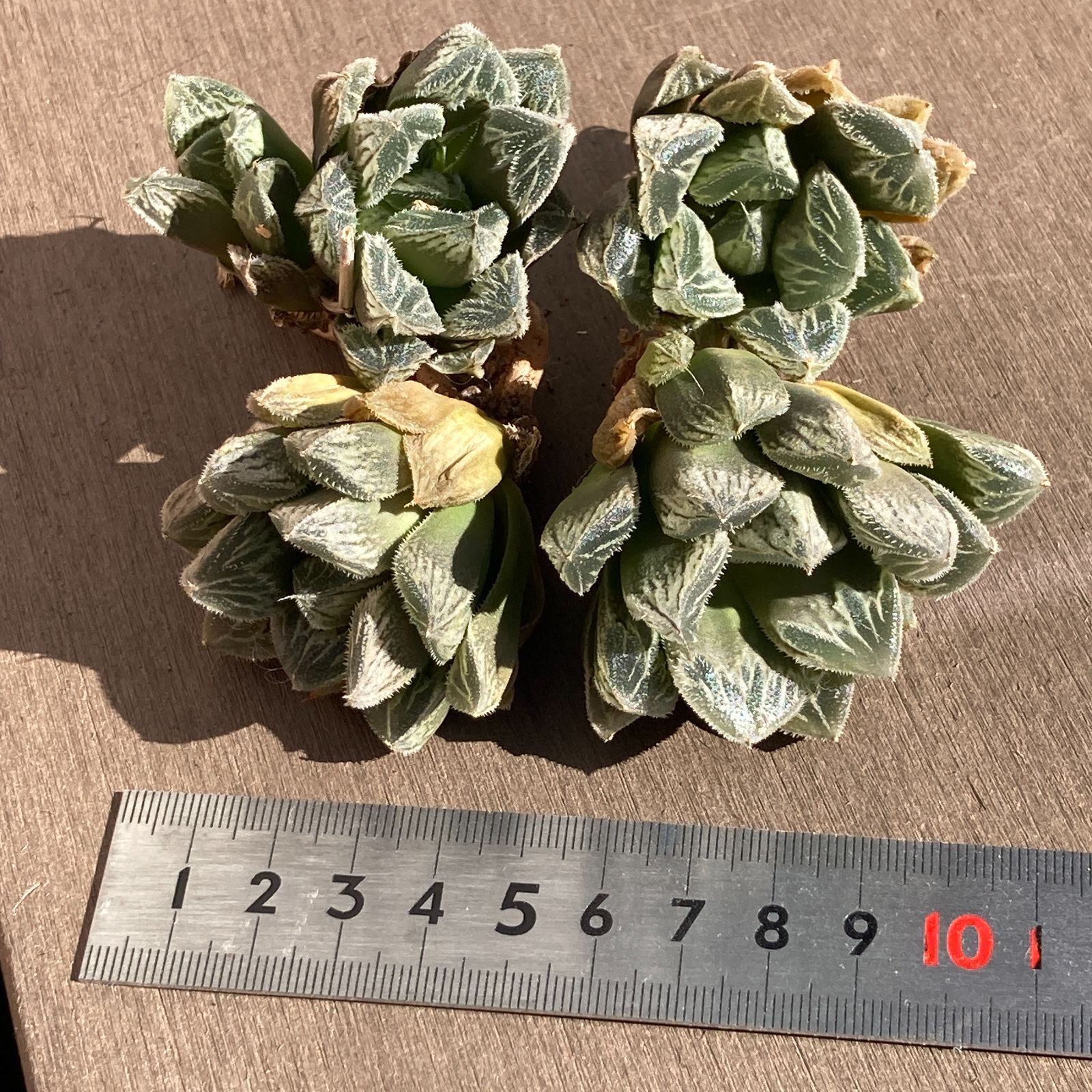 新入荷｜送料込】多肉植物 ハオルチア 雪牡丹 ポコ多肉の韓国苗