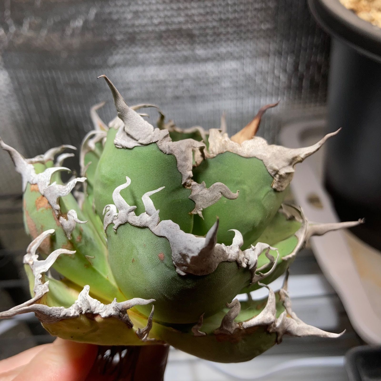 アガベ チタノタ シーザー 凱撒 強棘 選抜 agave オテロイ オアハカ