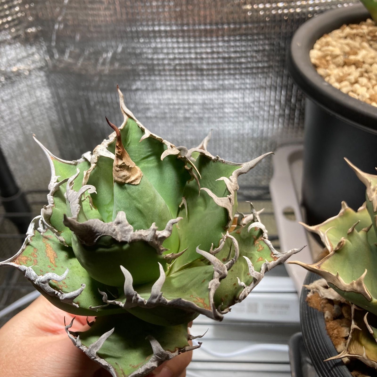 アガベ チタノタ シーザー 凱撒 強棘 選抜 agave オテロイ オアハカ