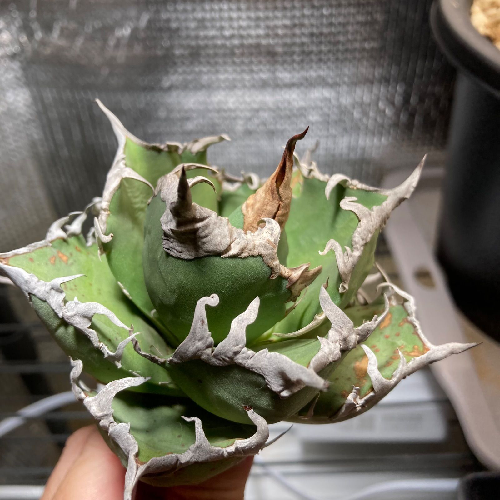アガベ チタノタ シーザー 凱撒 強棘 選抜 agave オテロイ オアハカ