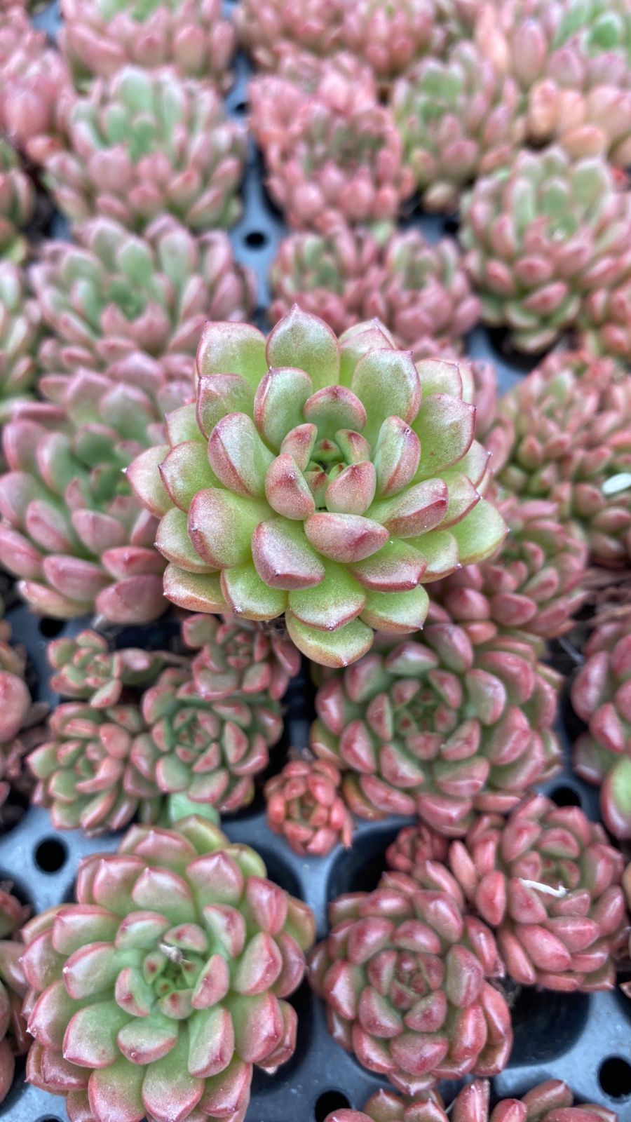 新入荷ルビー×105苗 X1344土付き 多肉植物 詰め合わせ アエオニウム