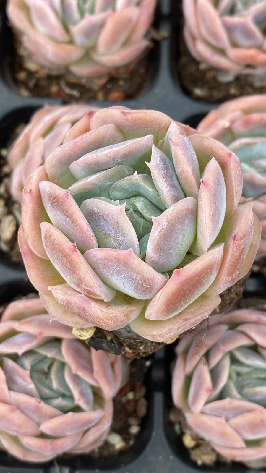 新入荷シーナ×50苗 X1340土付き 多肉植物 詰め合わせ アエオニウム