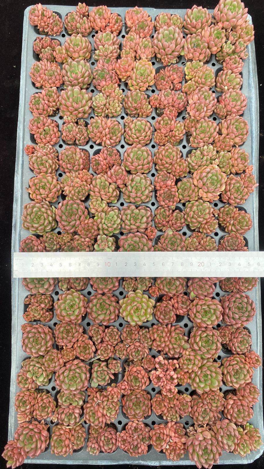 新入荷ルビー×105苗 X1344土付き 多肉植物 詰め合わせ アエオニウム
