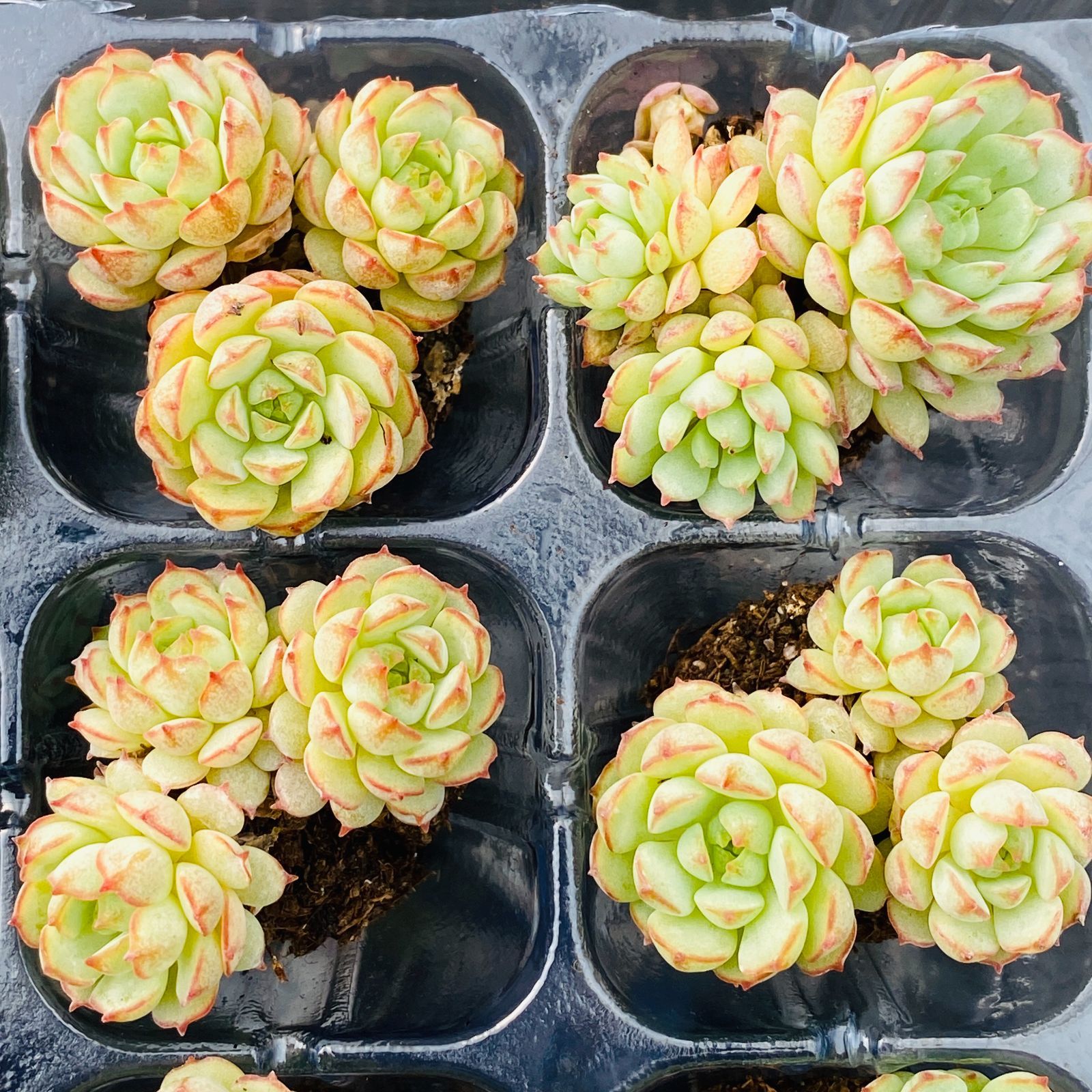 新入荷ショウコウセン×16苗 XP0103土付き 多肉植物 詰め合わせ