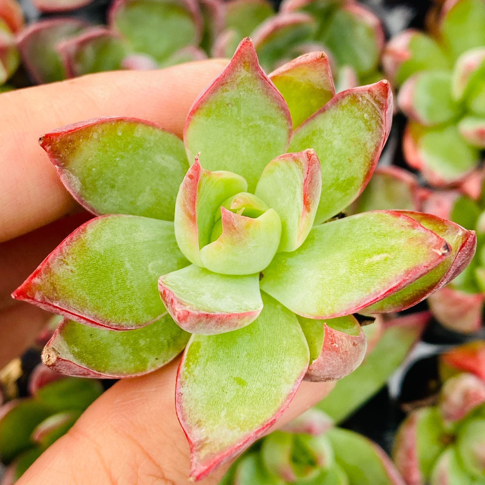新入荷ケイコウヒメ×16苗 XP0097土付き 多肉植物 詰め合わせ