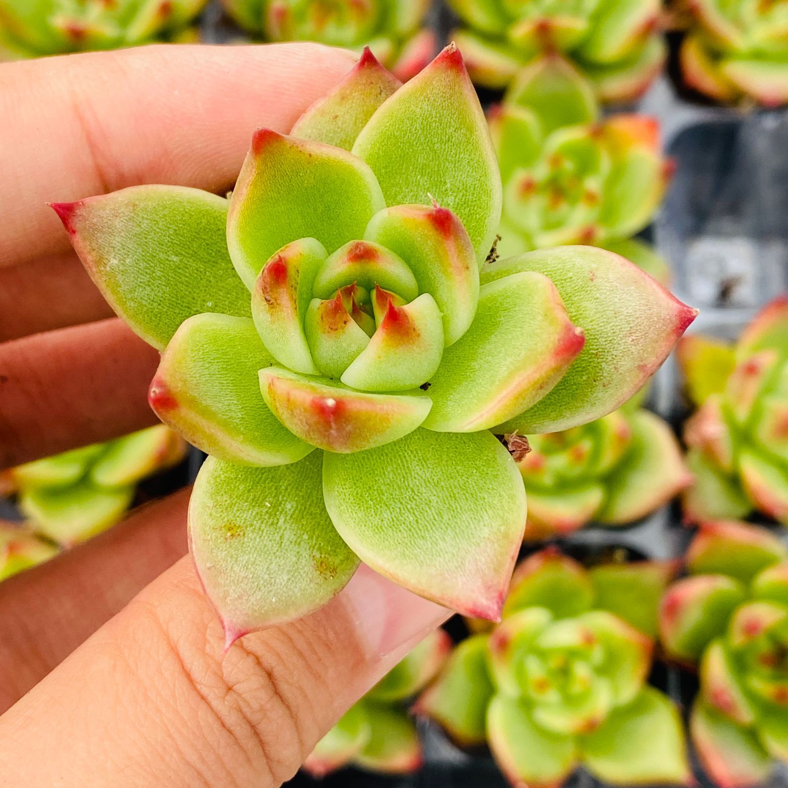新入荷ブルードラゴン×16苗 XP0098土付き 多肉植物 詰め合わせ