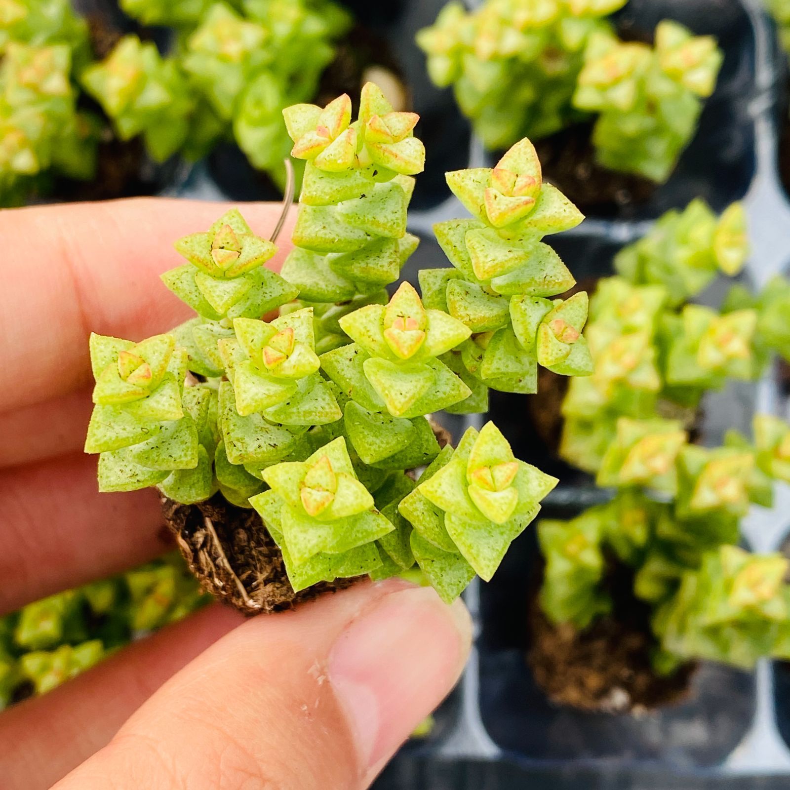新入荷ショウベイセイ×16苗 XP0095土付き 多肉植物 詰め合わせ
