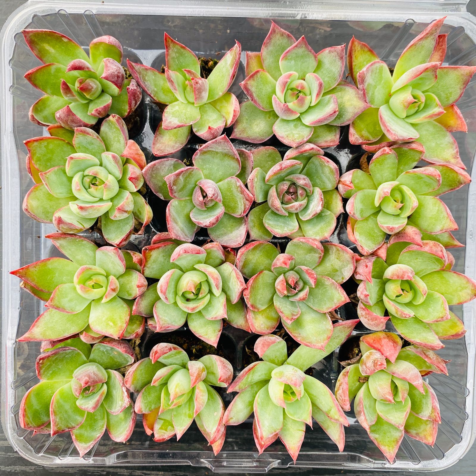 新入荷ケイコウヒメ×16苗 XP0097土付き 多肉植物 詰め合わせ