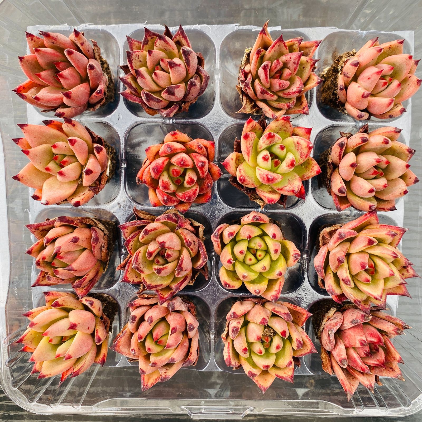 新入荷ケツラ×16苗 XP0094土付き 多肉植物 詰め合わせ アエオニウム