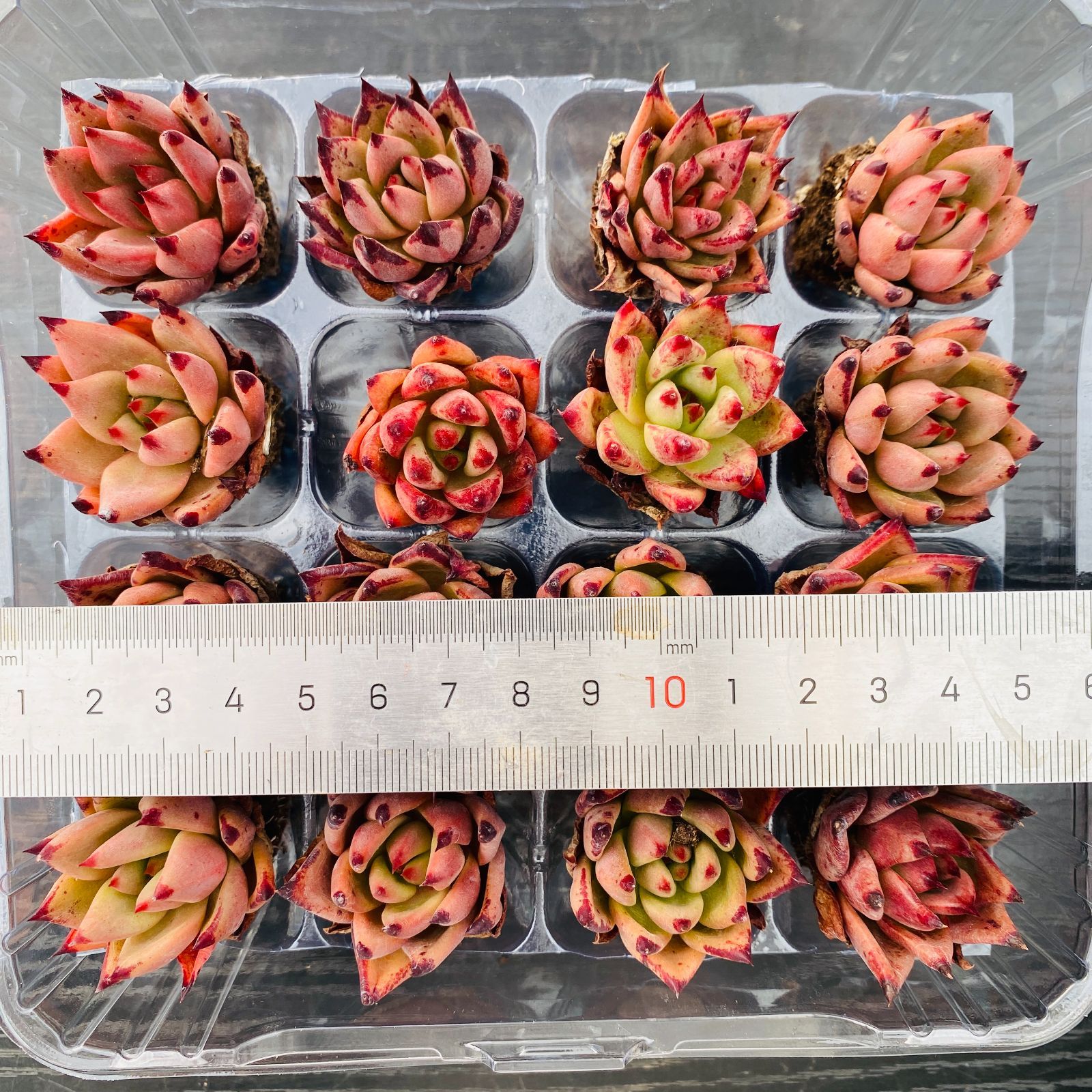 37#多肉植物アエオニウム❤️ バラの木 ❤️16頭19cm 拔き苗 新入荷ケツラ×16苗 XP0094土付き 多肉植物 詰め合わせ アエオニウム